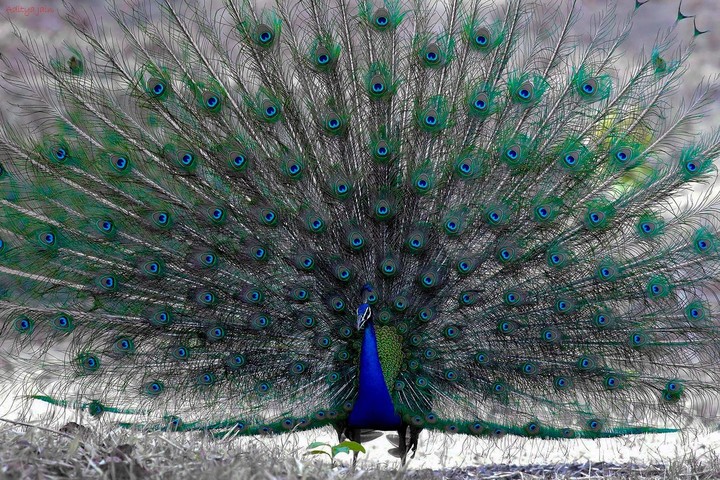 The indian peafowl