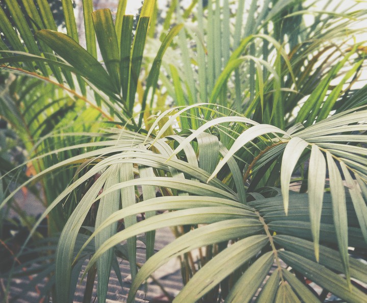 Leafy #plant..