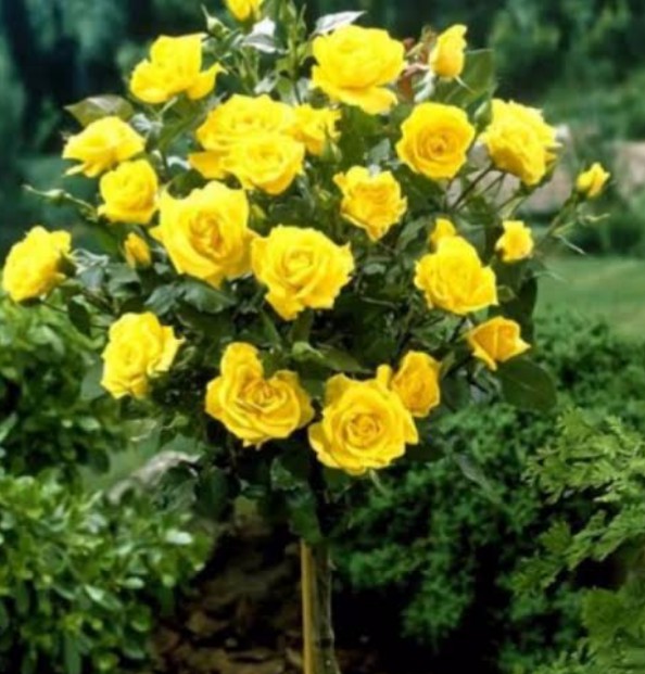 .,