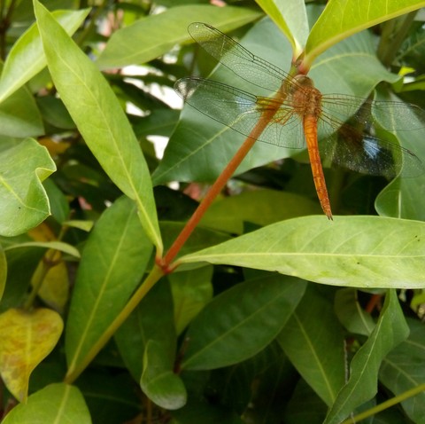 Dragon fly