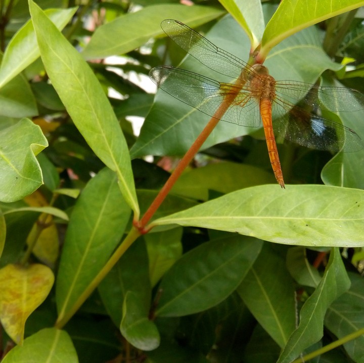 Dragon fly