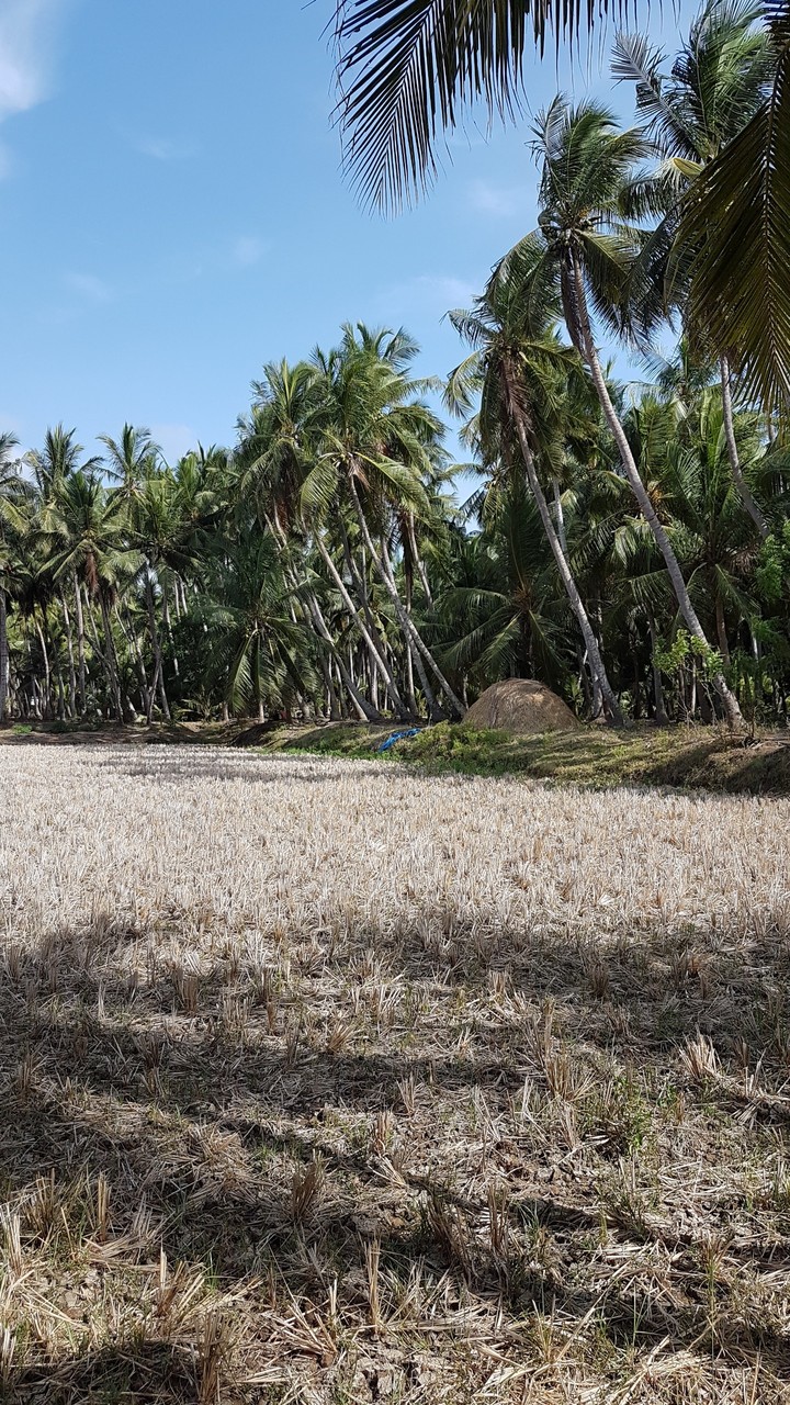 unseason agriculture