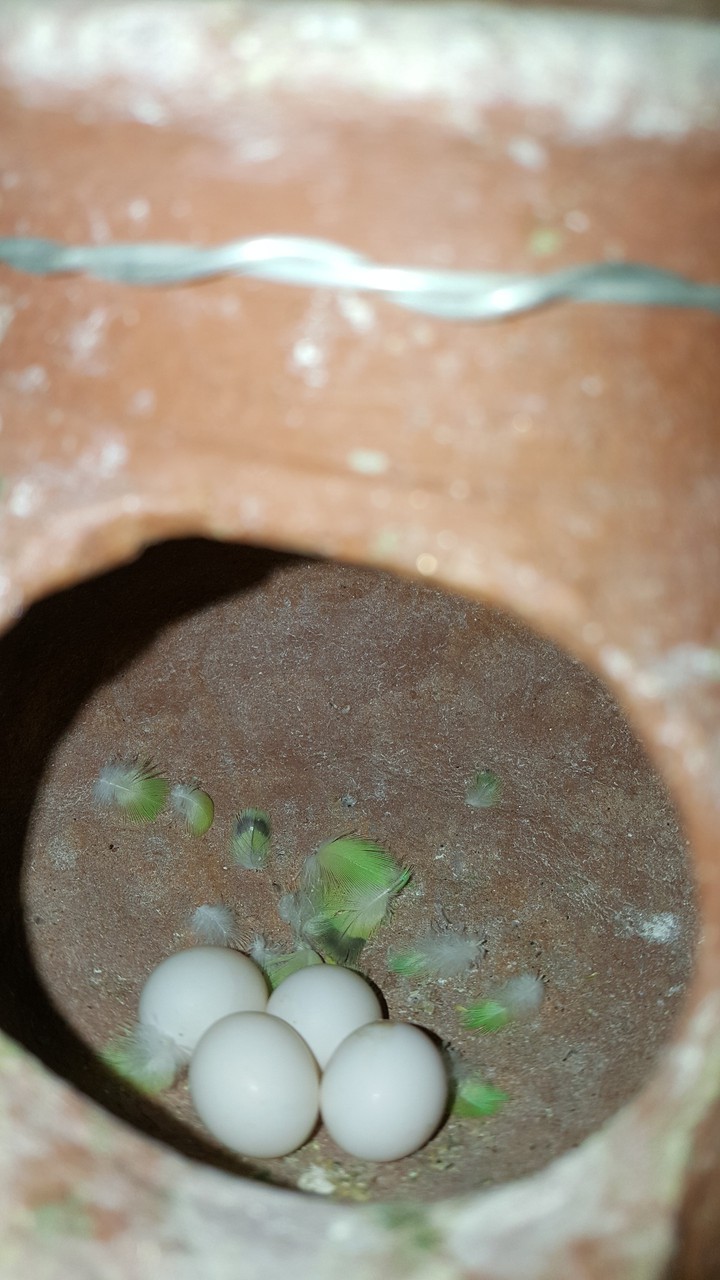 birdegg