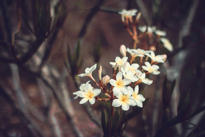 flowers