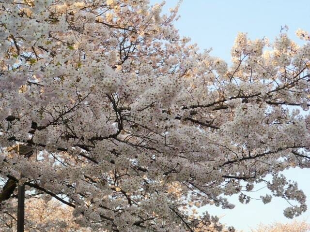 japan sakura
