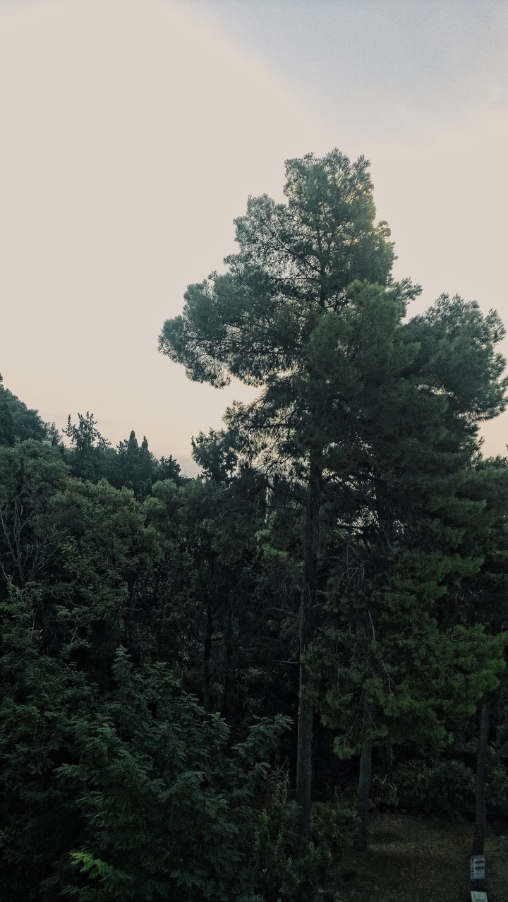 Among the trees