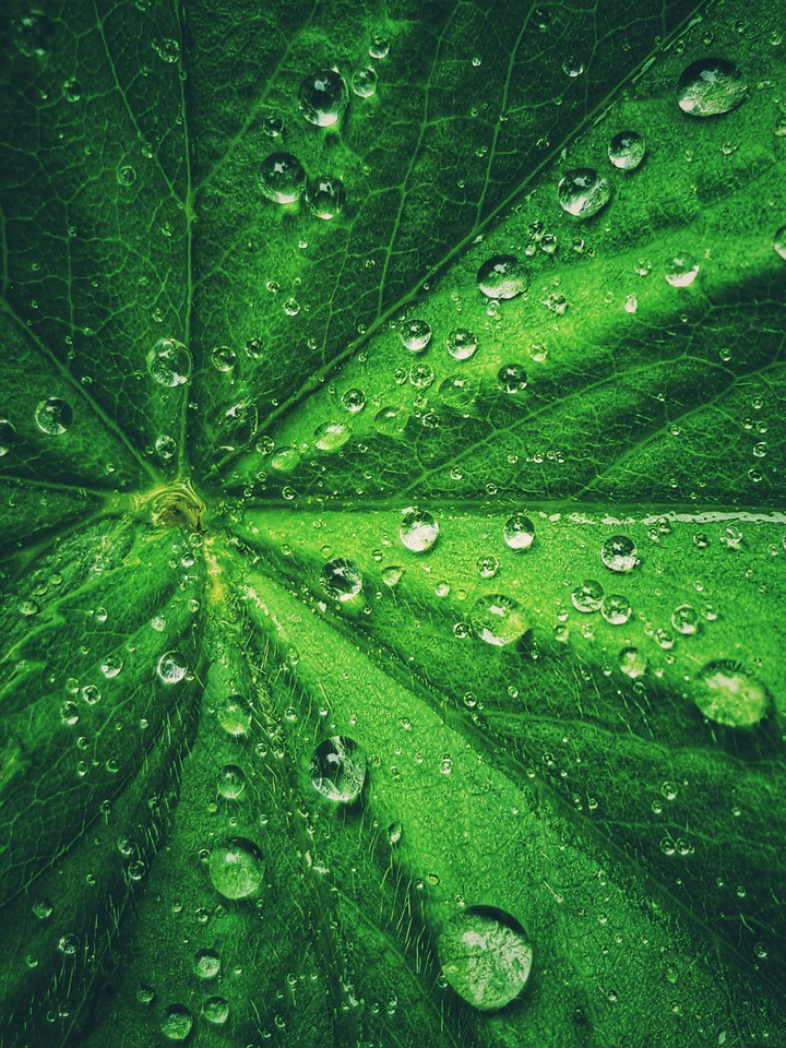 Rain