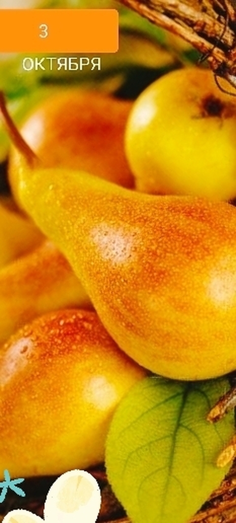 Citrus, Pear वॉलपेपर