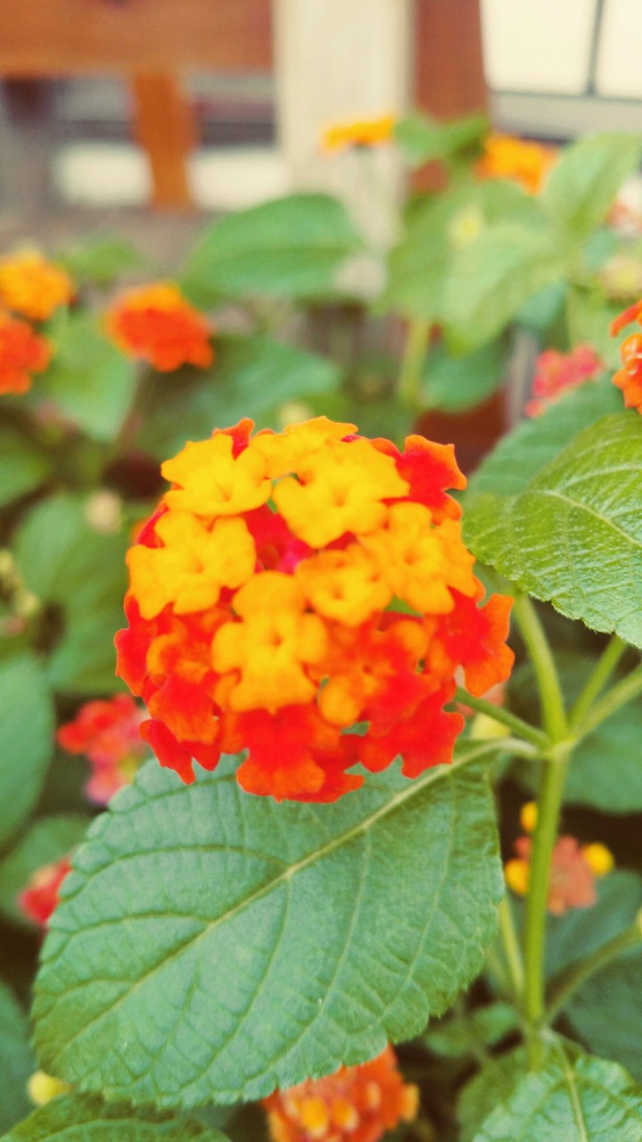 Red flower