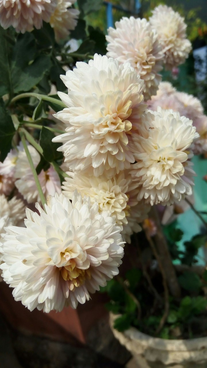 Flower