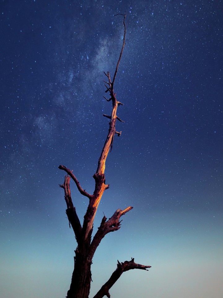 #tree touches sky
