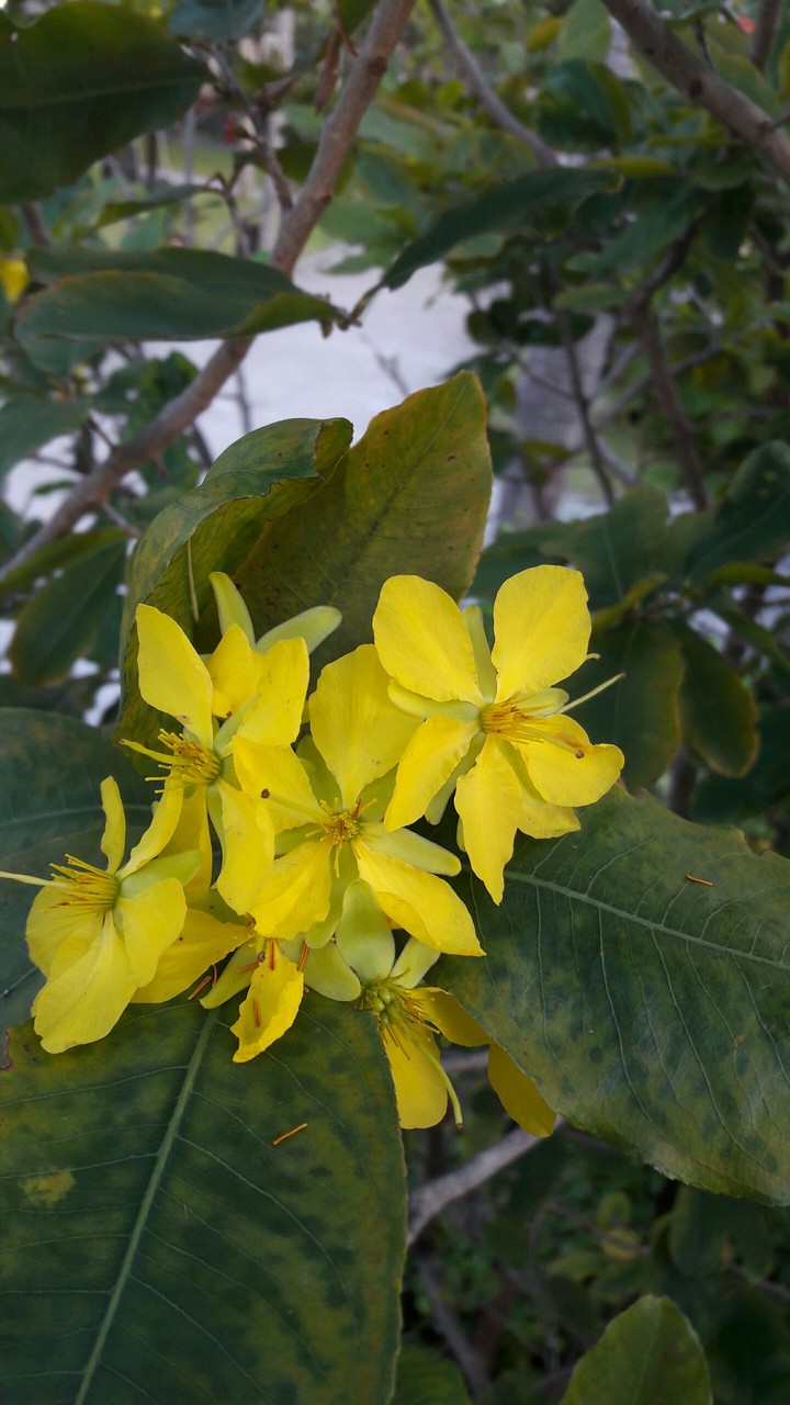 flowers
