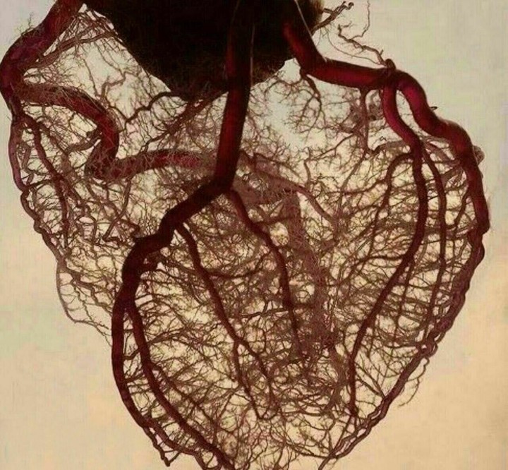 Heart vessels