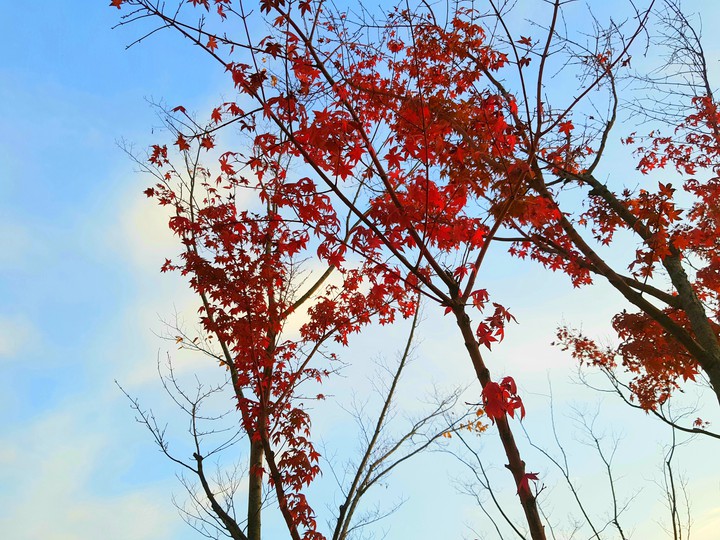 단풍