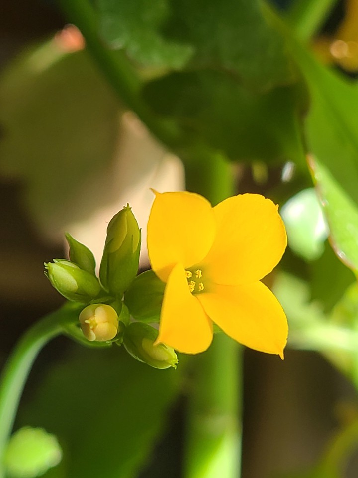 Succulent Flower