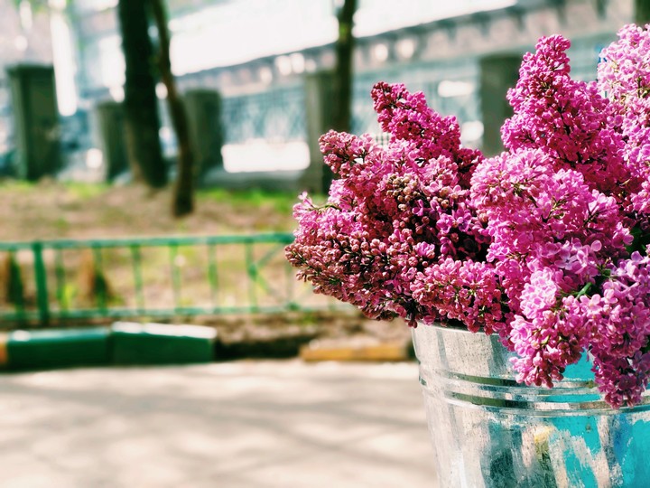 ~сирень~