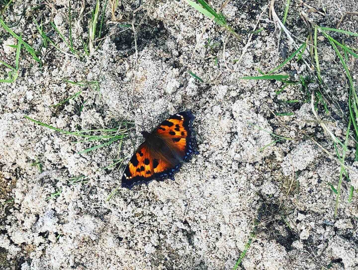 Butterfly