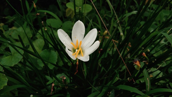 flower
