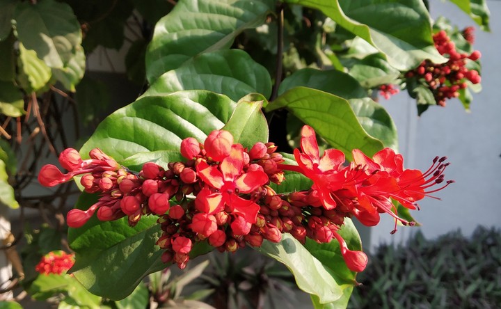 Flower