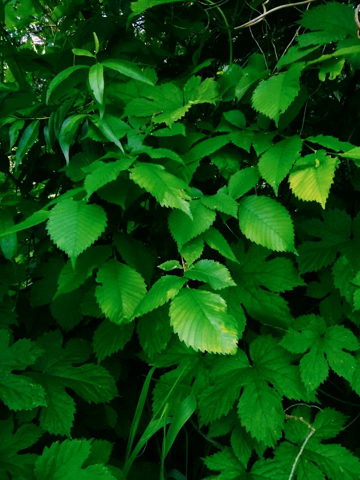 Leaves