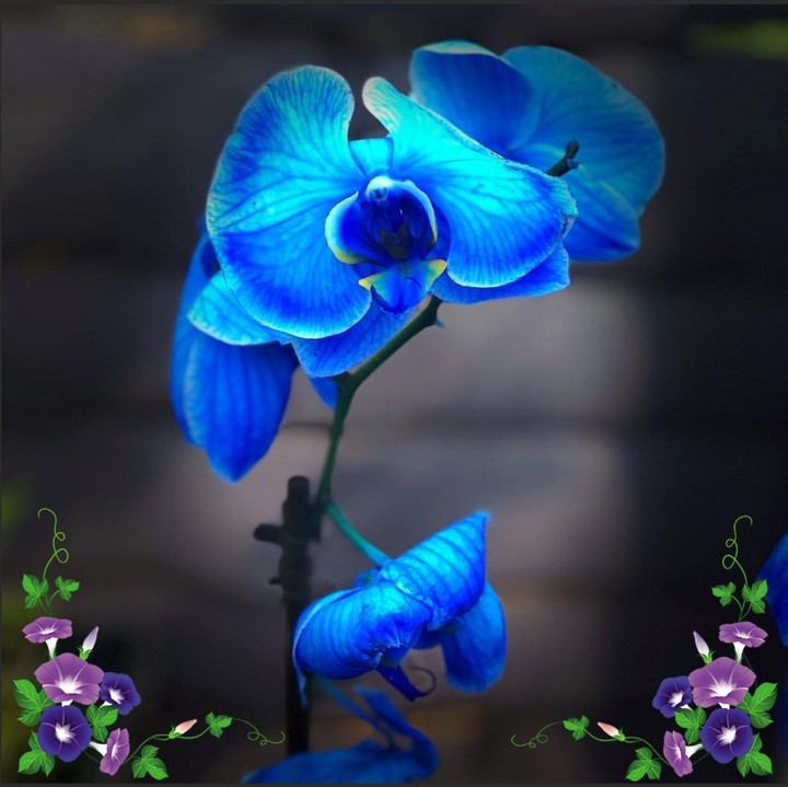 Orchidea