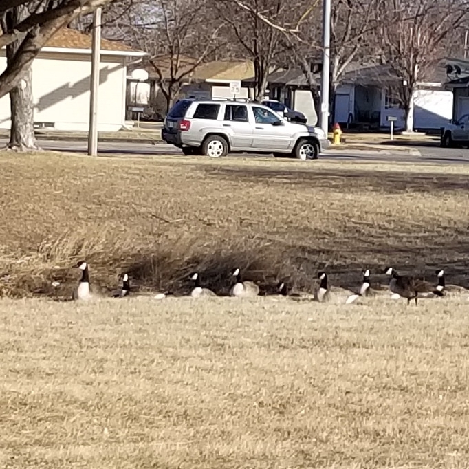 Geese getting some sun in Grand Island Nebraska