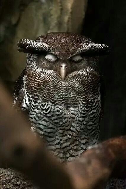 owl