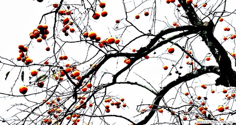 活動, tree桌布