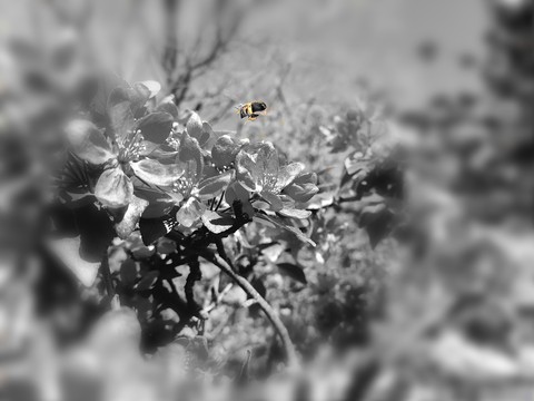 Busy Bee