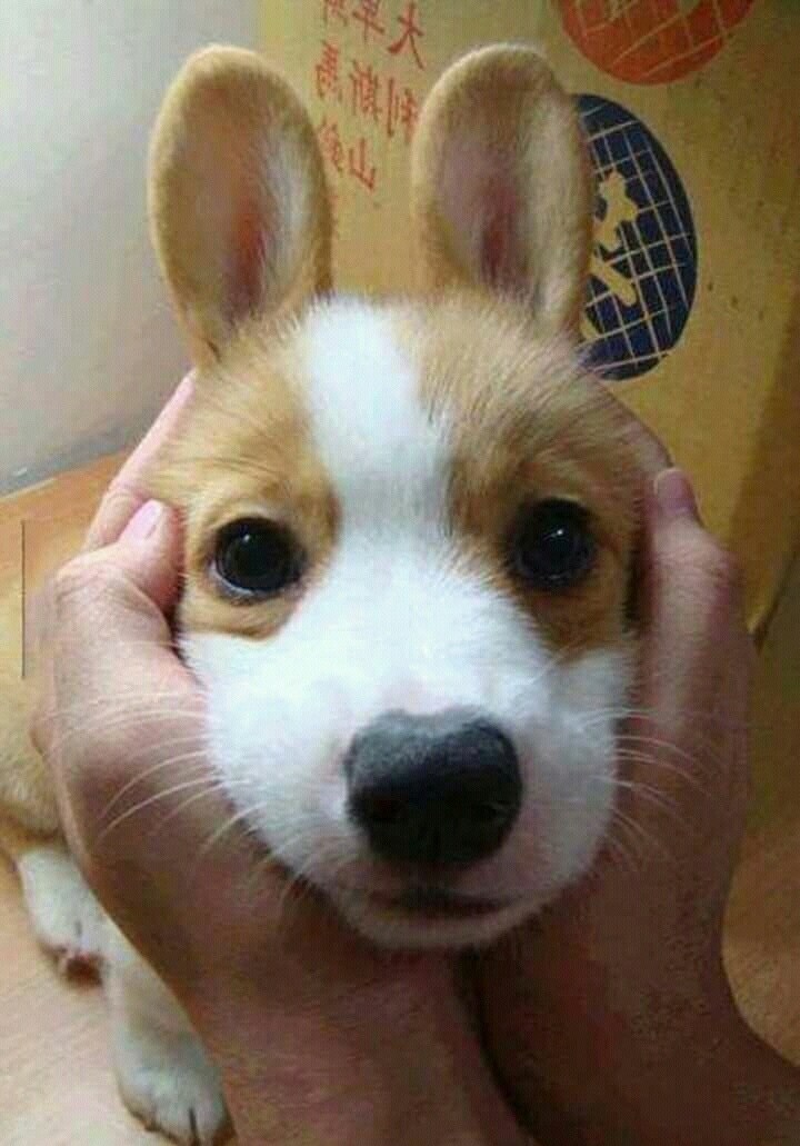 Corgi Bunny ❤❤❤