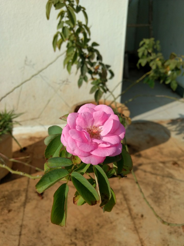 The beauty .... :-)