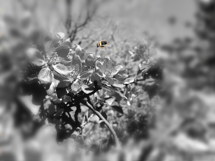 Busy Bee
