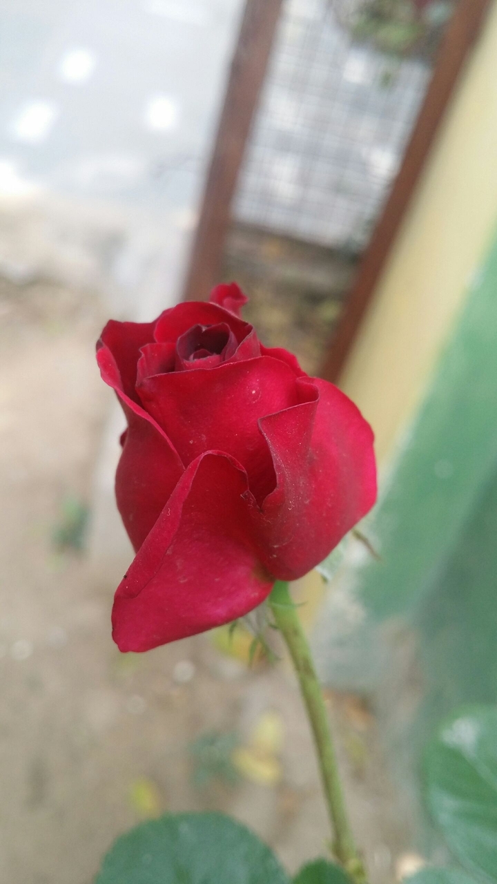 red rose