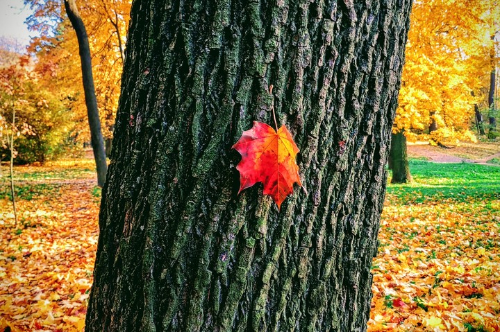 red maple.