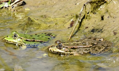 wildlife, toad वॉलपेपर