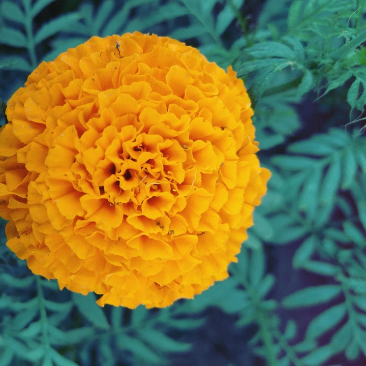 Mariegold.