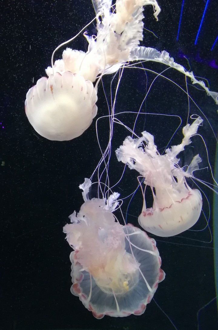 Jellyfish
