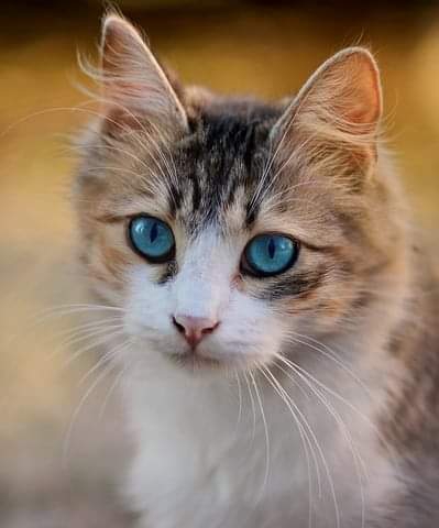 pisi