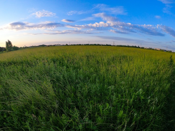 Field