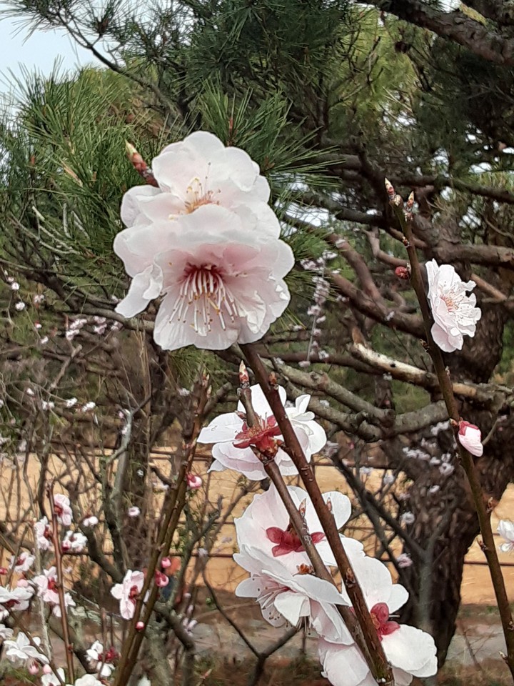 꼬