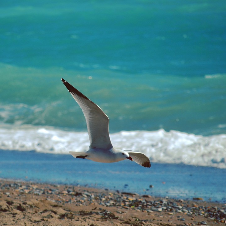Libre