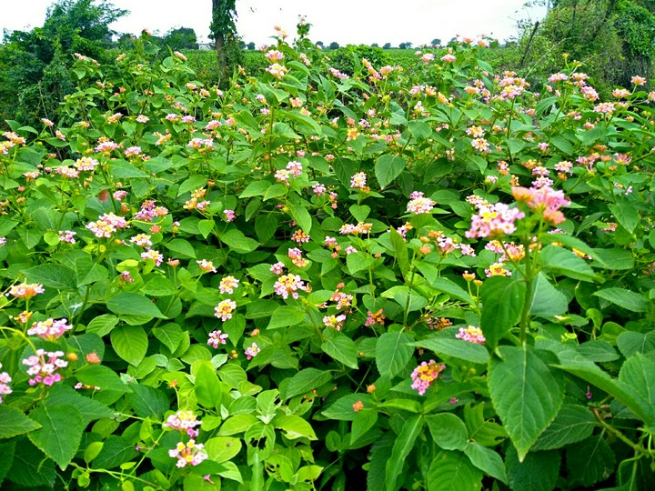flowers
