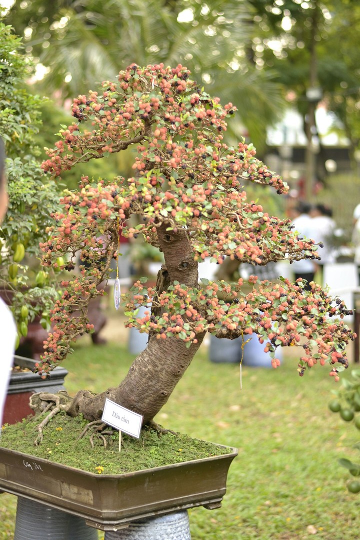 dâu tằm