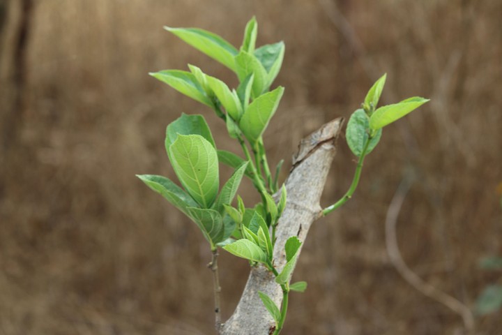 Green Leaf