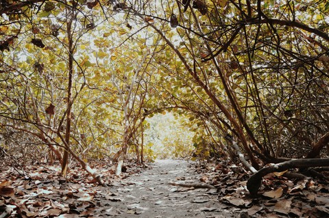 Arco Natural