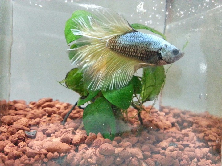 Yellow bluish Fighter Fish
