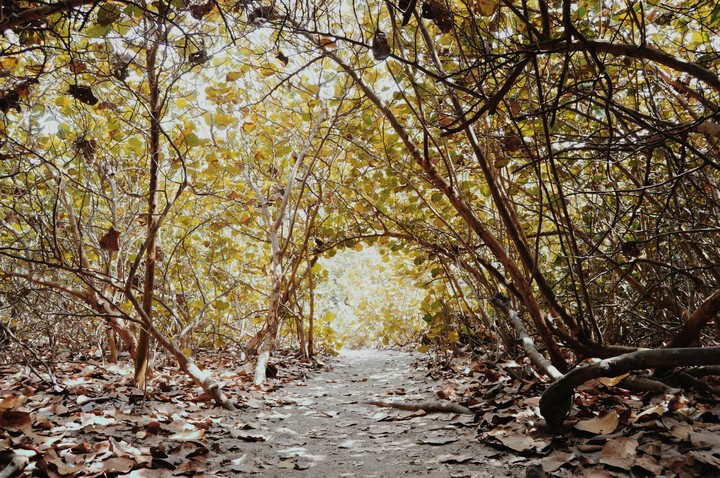 Arco Natural