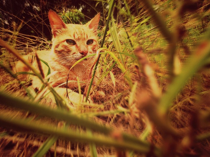 my pus
