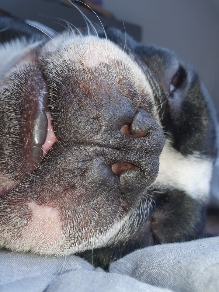 lovely frenchie
