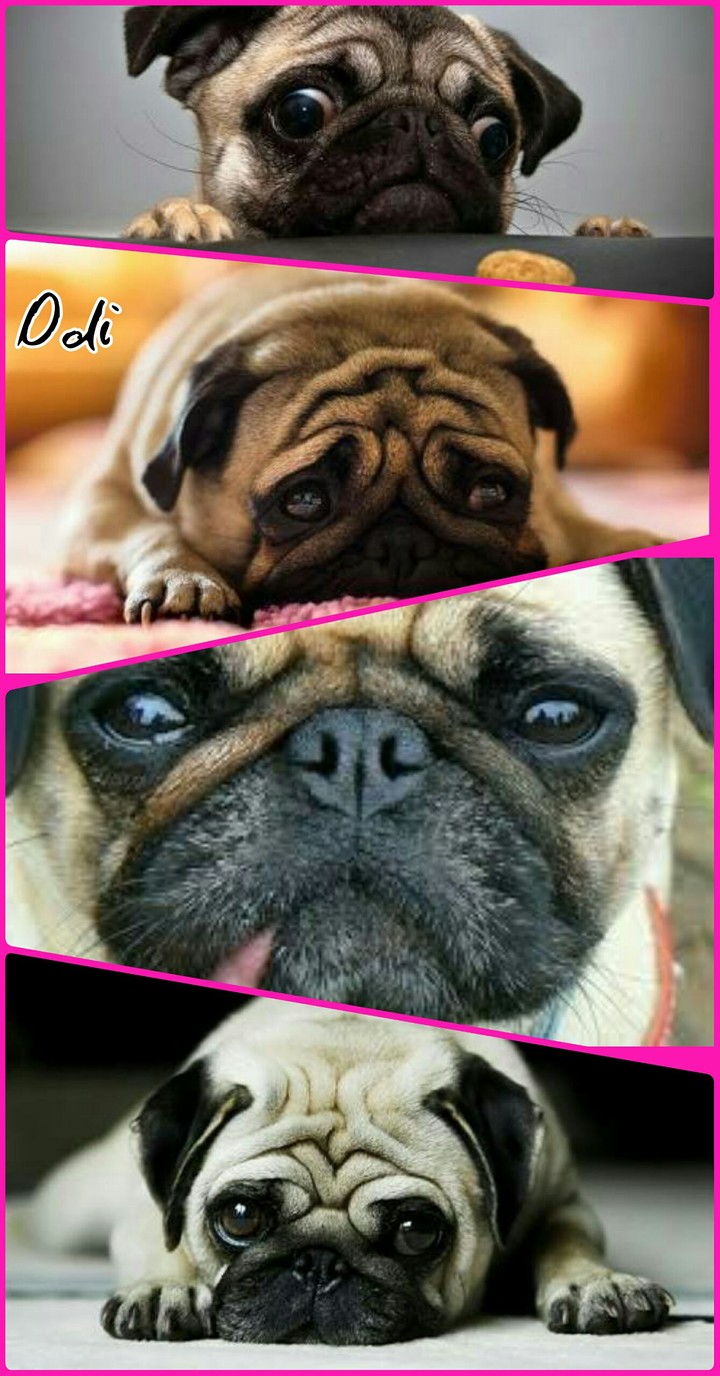 sad pugs